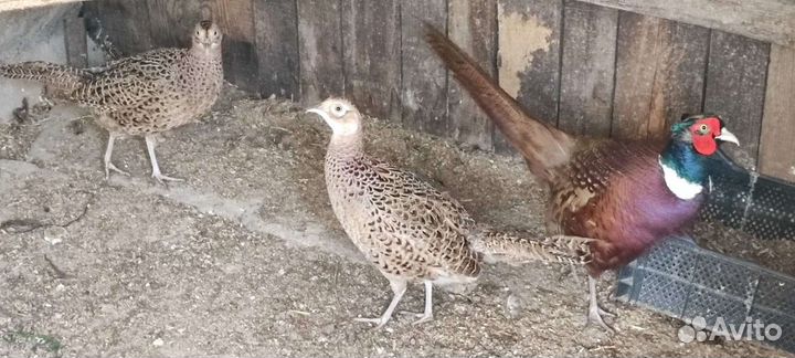 Цесарки, фазаны,перепела