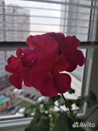 Пеларгония сортовая