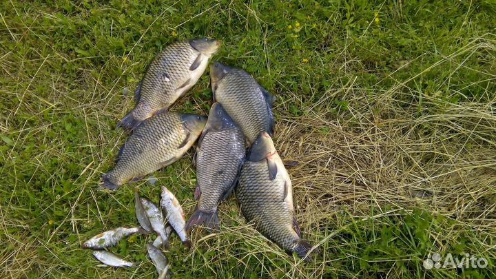 Свежая рыба