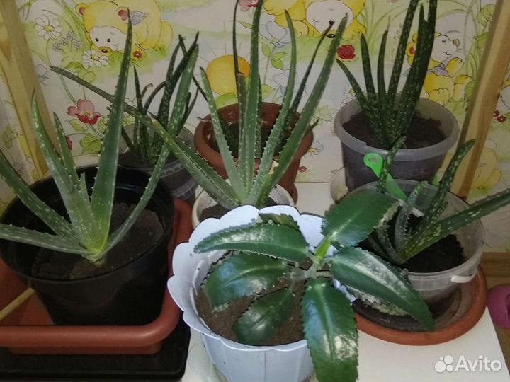 Алоэ Вера 3-х летний лекарственный р-н Мыс Сити Мо