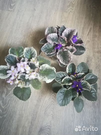 Фиалка лист на срез и цветущие