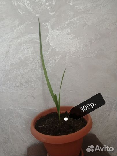 Домашние растения