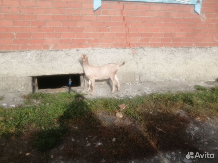 Ламанча чп - козочка