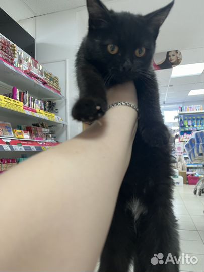 В добрые ручки