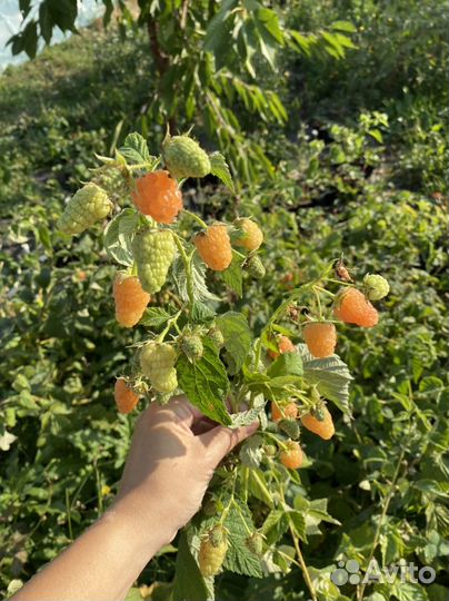 Ремонтантная малина Оранжевое чудо