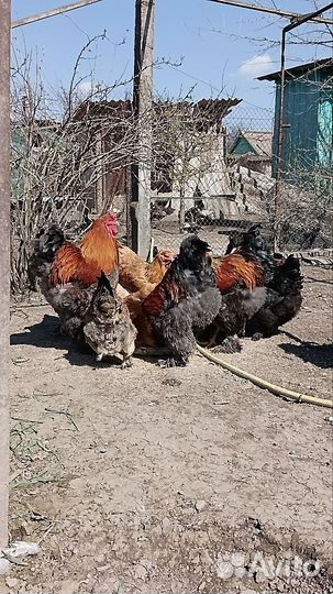 Петух брама
