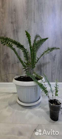 Папортник комнатный