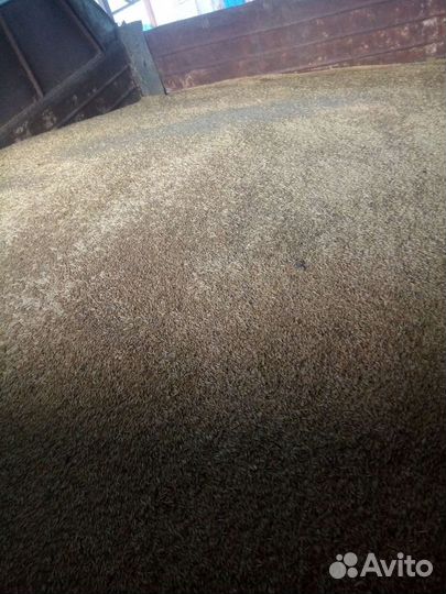 Овёс отборный