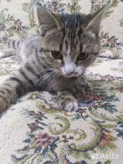 Кошка в дар бесплатно