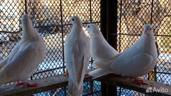 Голуби на свадебный выпуск