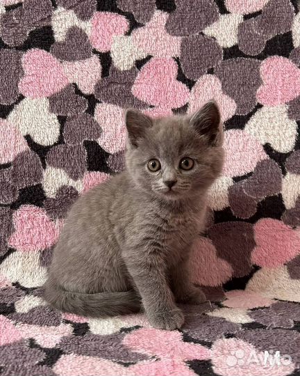 Британские котята