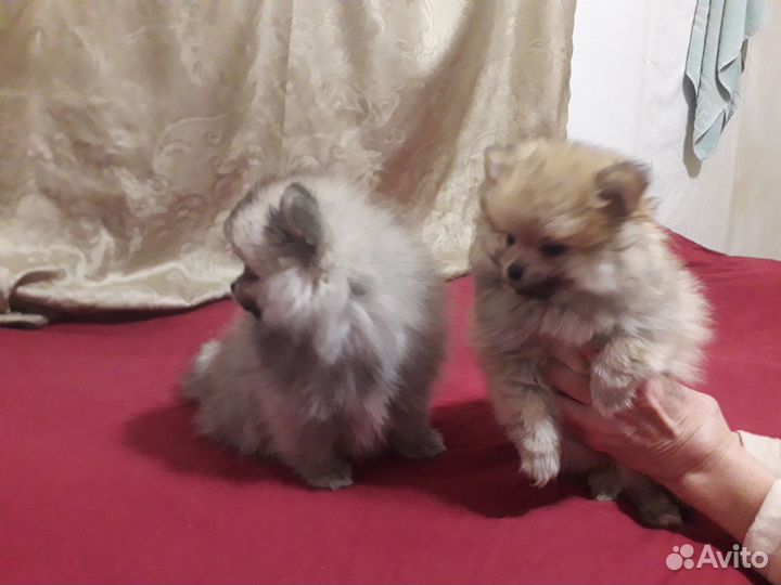 Продаются щенки шпица
