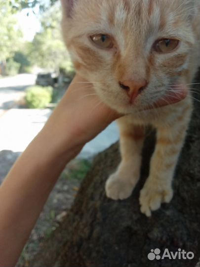 Котик рыжий симбочка