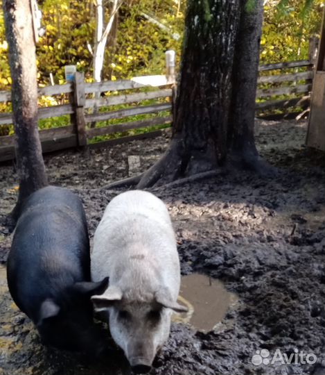 Свиньи, поросята