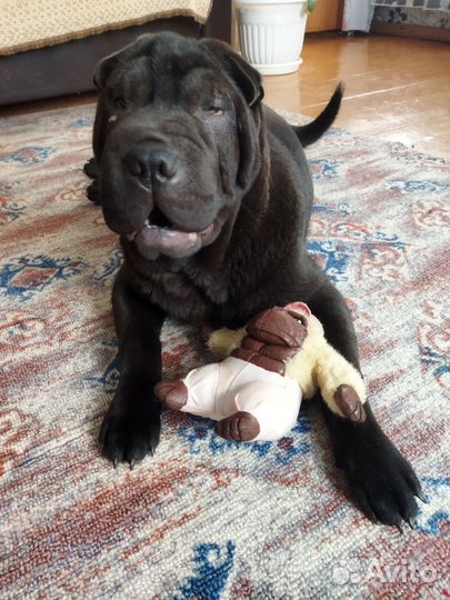 Шарпей девочка вязка