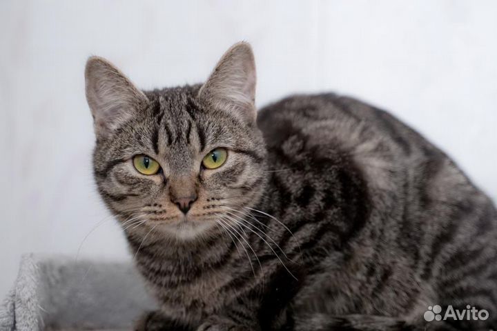 Европейская