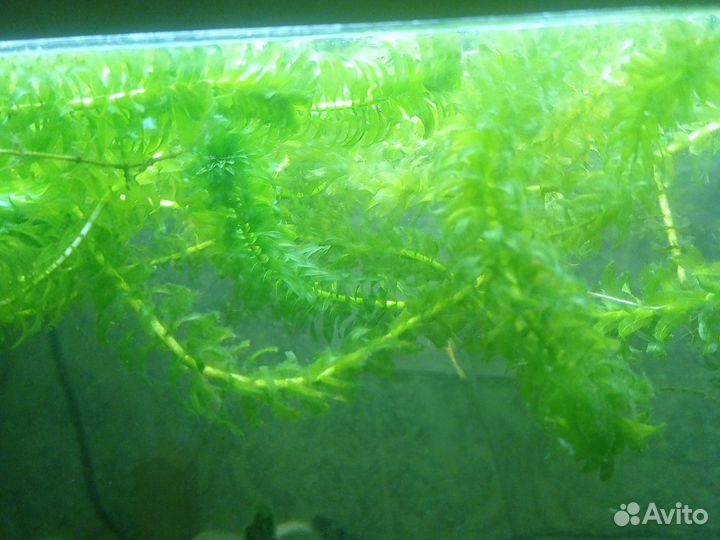 Аквариумные растения прополка