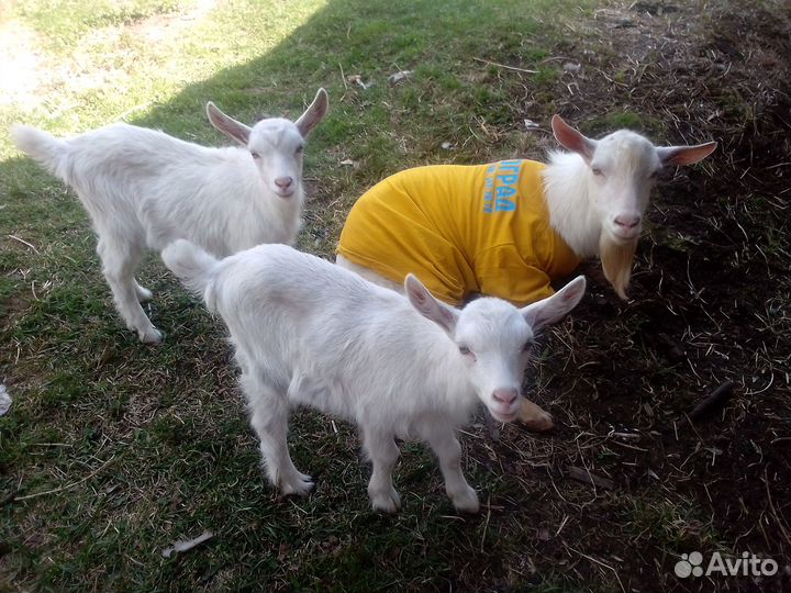 Зааненский козел вязка