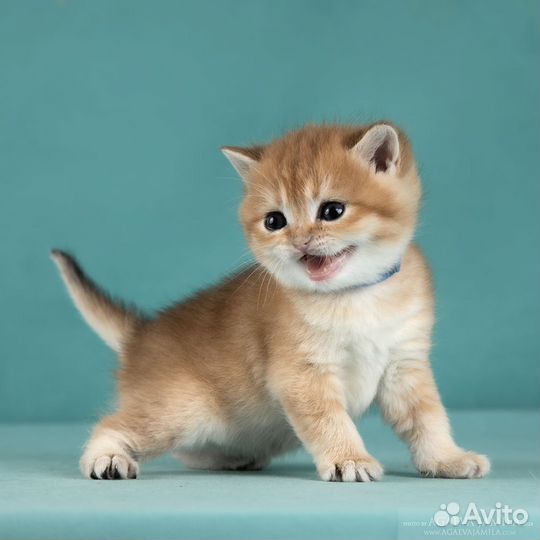 Котята золотые британские шиншиллы