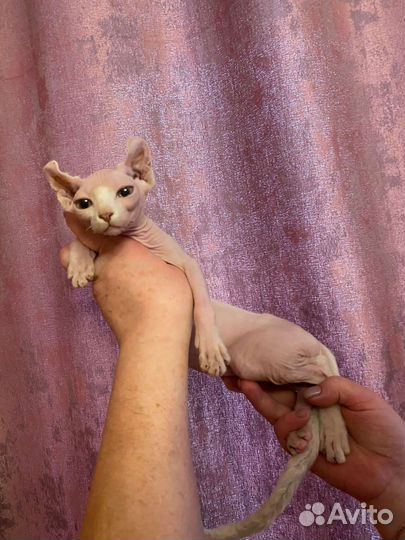 Эльфы с документами