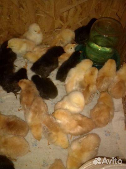 Цыпленок от кур несушек