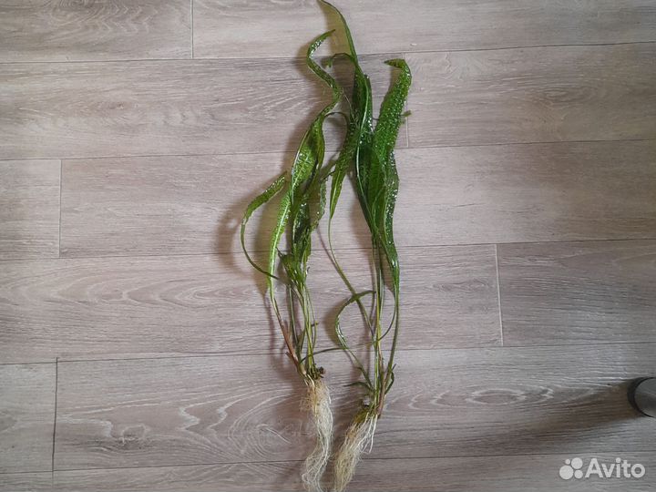 Растения, для аквариума