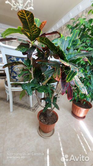 Бенджамина