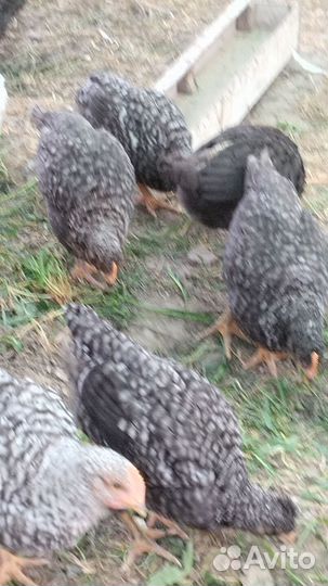 Продаю цыплят