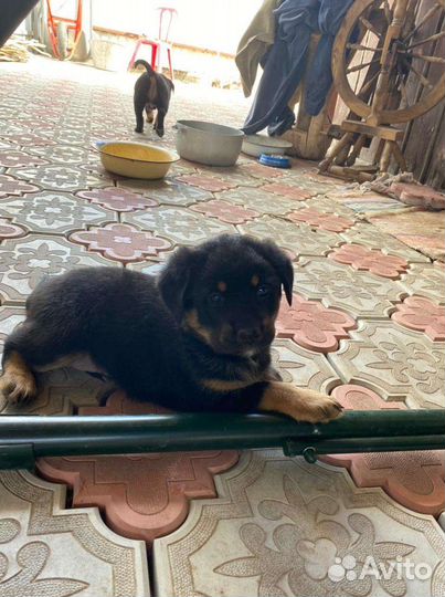 Щенки помесного ротвейлера (девочки)