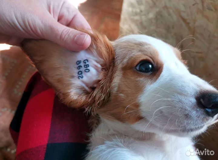 Клеймение щенков