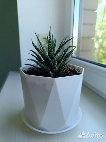 Хавортия полосатая