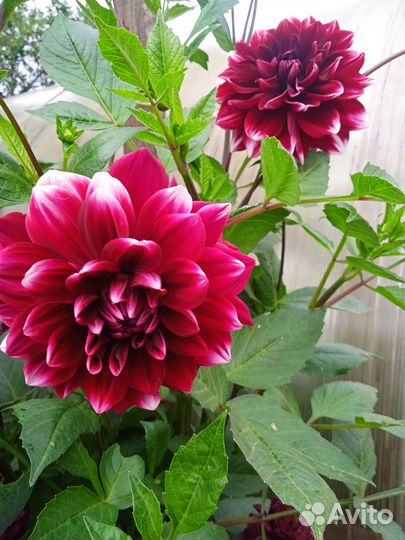 Домашние цветы