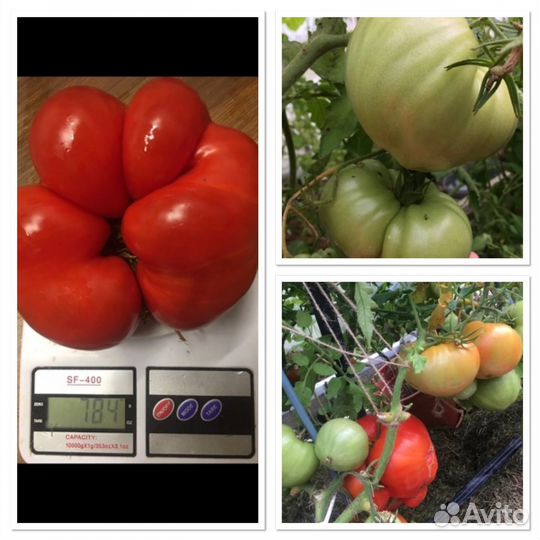 Томаты большие, кабачки, арбузы,петуния