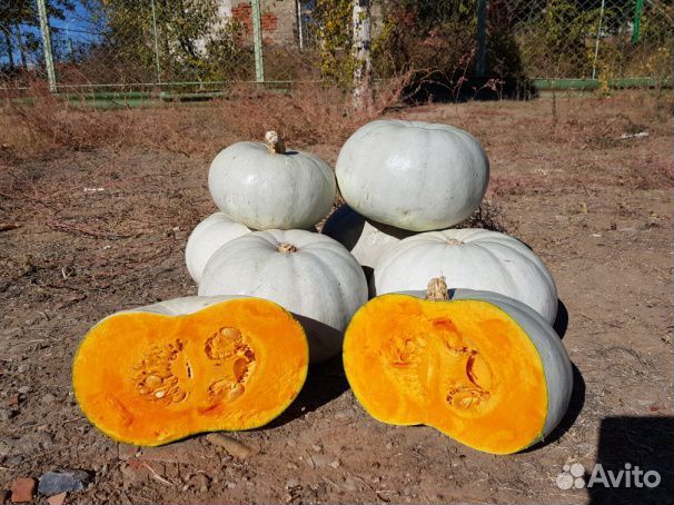 Тыква арбуз дыня