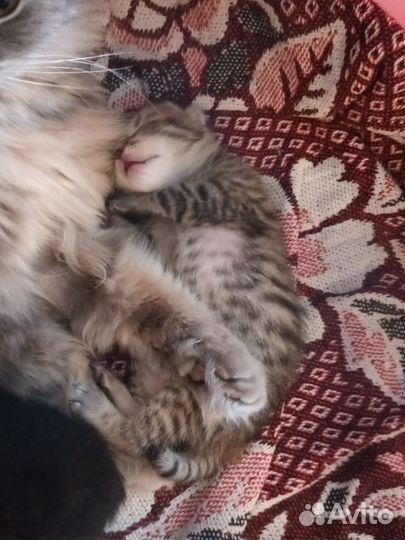 Отдам в добрые руки