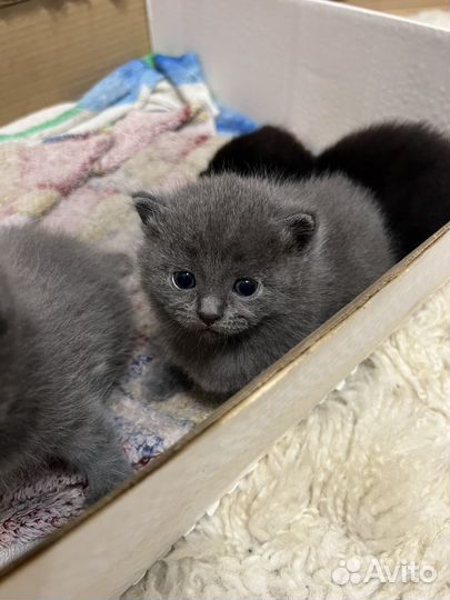 Британская