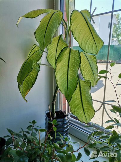 Диффенбахия сортовая