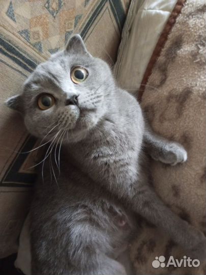 Вислоухие котята