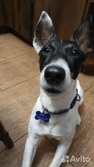 Адресник (медальон на ошейник) для собаки и кошки