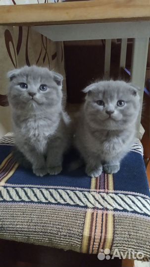 Шотландская