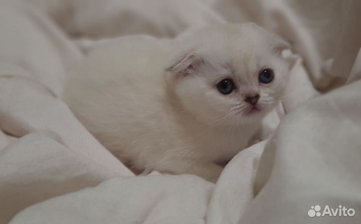 Шотландские котята