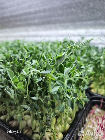 Микрозелень