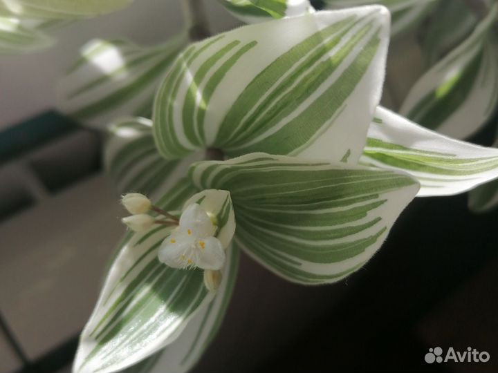 Традесканция