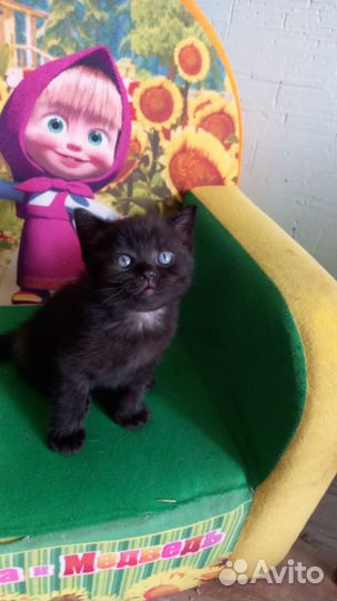 Котята Шотландской вислоухой
