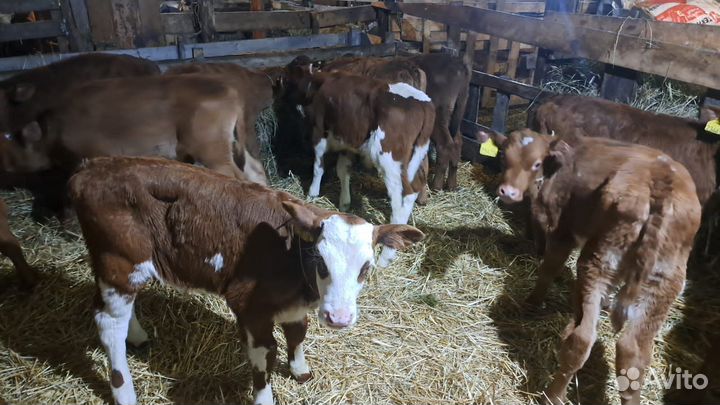 Быки лимузины