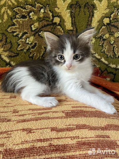 Котята бесплатно