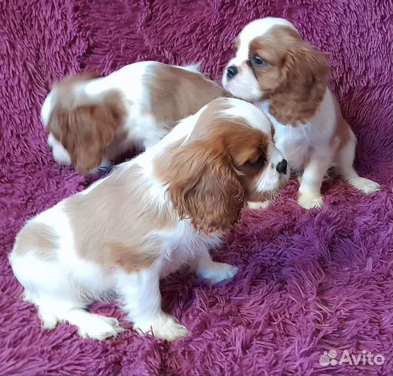 Кинг чарльз спаниель