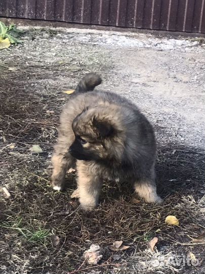 Ищем дом для щенят