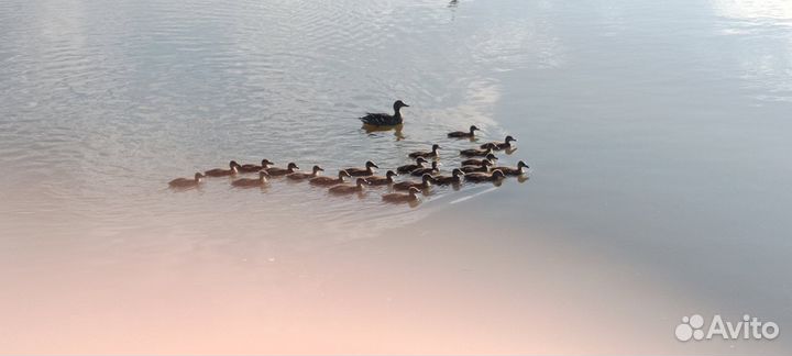 Утята подсадной утки