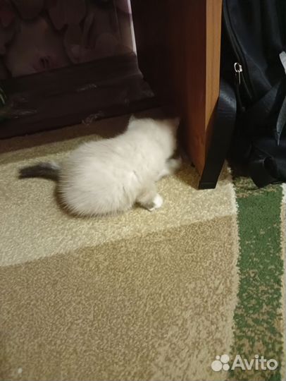 Котенок